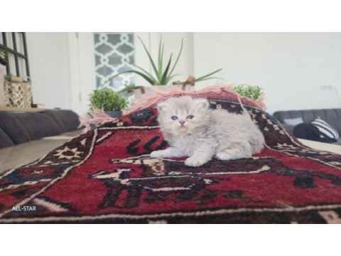 Safkan british longhair erkek
