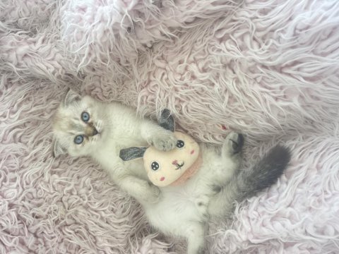Scottish fold yavru kedimiz
