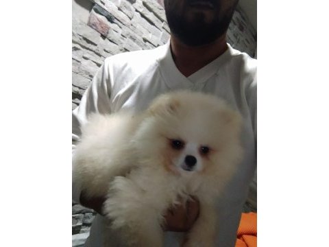 Pomeranian antalya