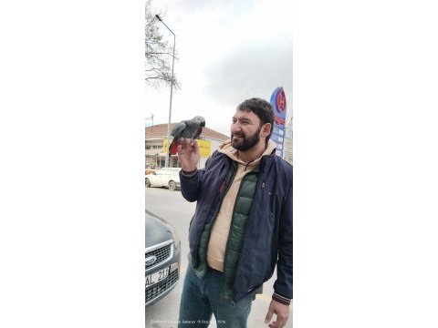 Yavru ve yetişkin jako papağanı mevcut