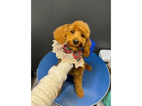 Poodle köpeği sahiplendirme