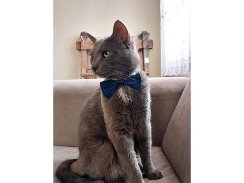Russian blue kedimi acil sahiplendiriyorum