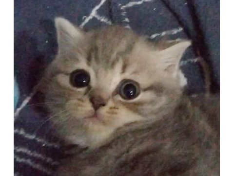 4 nisan doğumlu dişi british shorthair