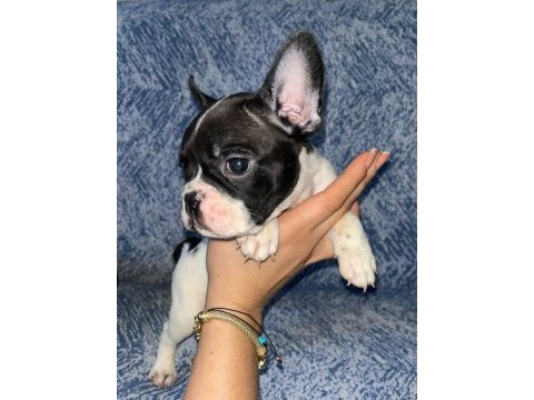 Safkan ırk french bulldog erkek yavrular