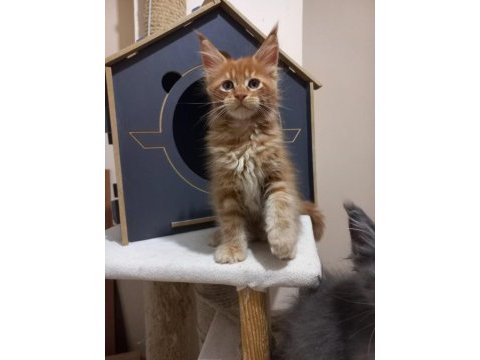 Mucize maine coon