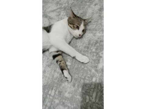 Çok akıllı evcil kedimiz