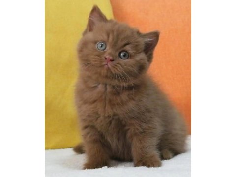 En güzel saf kan chocolate british shorthair