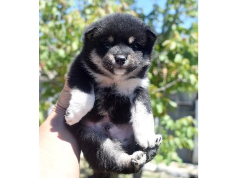 Shiba inu minyatür yavrular