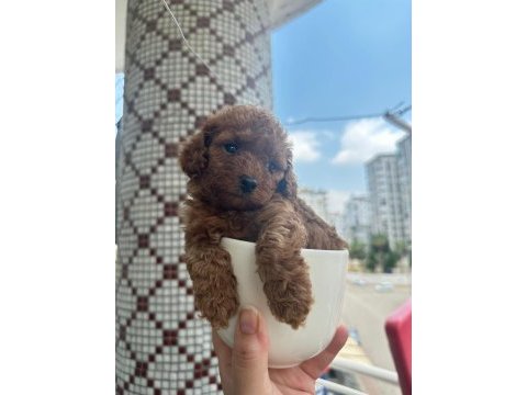 Toy poodle yavrularımız
