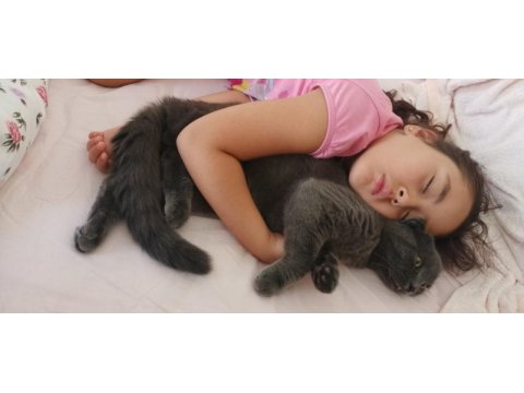 Uysal scottish fold kedim