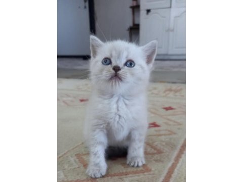Mavi gözlü british shorthair yavrular