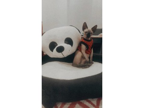 Anne ve baba safkan sfenks sağlıklı yavrular