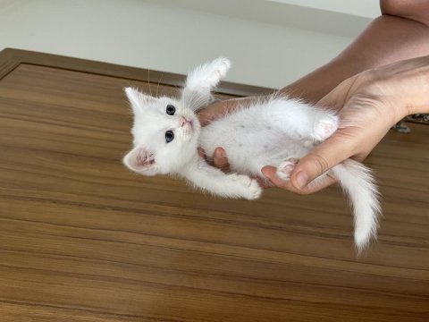 Güzel british shorthair yavrularım sahiplendirilecektir