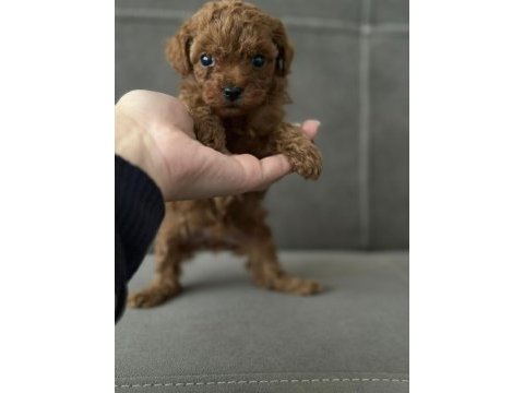 Dişi safkan red brown toy poodle kore yavrular