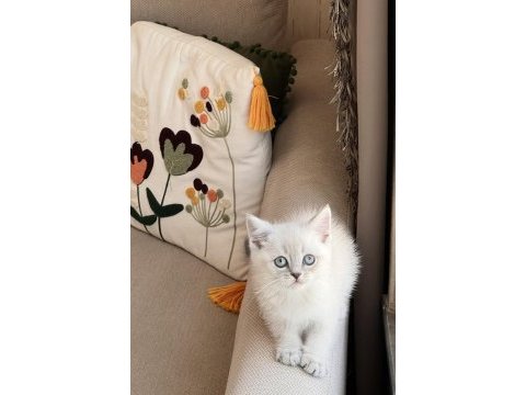 Sevecen oyuncu british shorthair yavrular