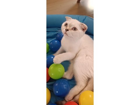 Scottish fold erkek ve dişi