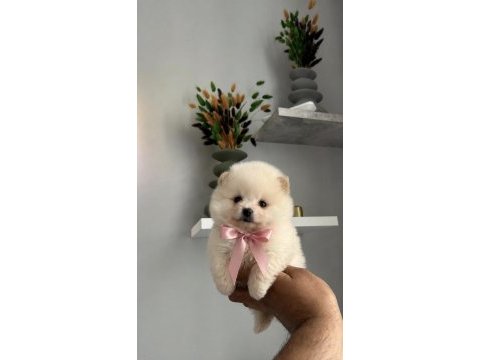Safkan pomeranian boo yavrular