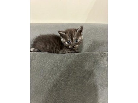 Siyah yavru kedi