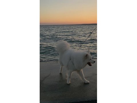 16 aylık dişi samoyed