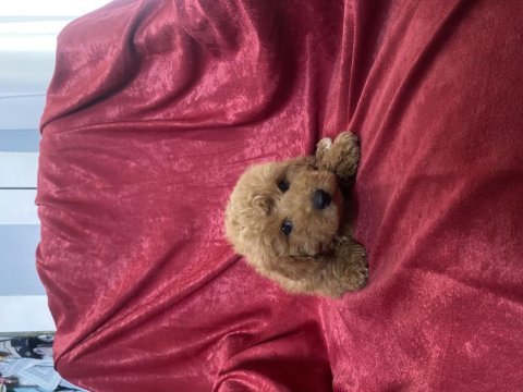 Mini boy maltıpoo oğlumuz