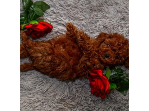 Toypoodle yavrularımız 