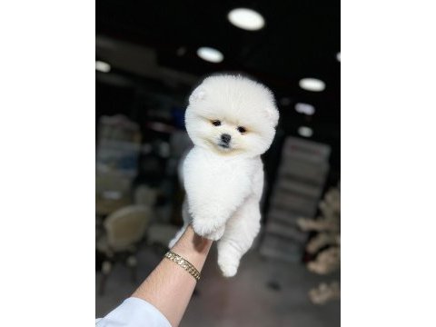Orjinal ırk pomeranian boo yavrularımız