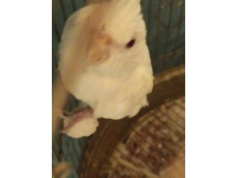 6 aylık kırmızı göz dişi albino sultan papağanı