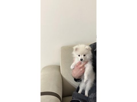 Ankara pomeranian boo