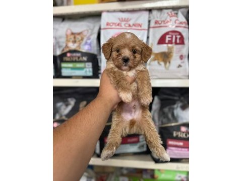 Irk ve sağlık garantili maltipoo