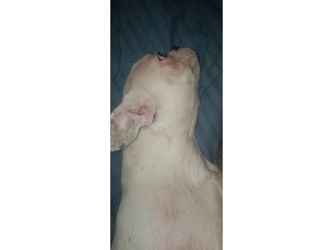Uygun fiyata sahiplendirilecek french bulldog
