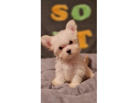 Orjinal teacup morkie yavrularımız