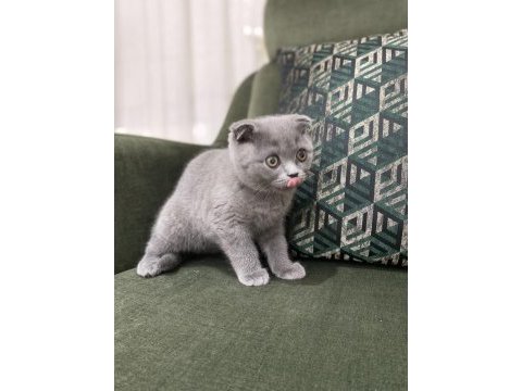 Scottish fold yavrular