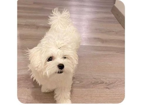 Maltese a şecereli kore man maltese