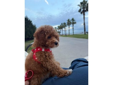 3,5 aylık toy poodle ped eğitimli
