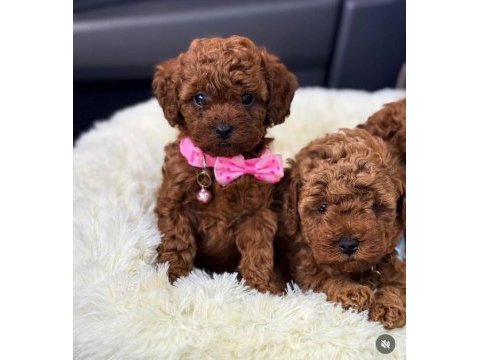 Secereli anne babadan %100 orijinal red toy poodle