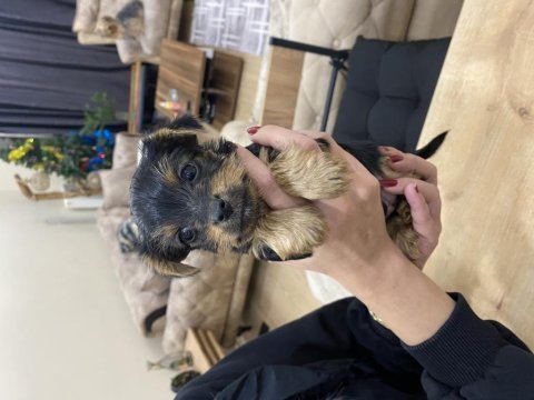 Teacup yorkshire terrier yavrular