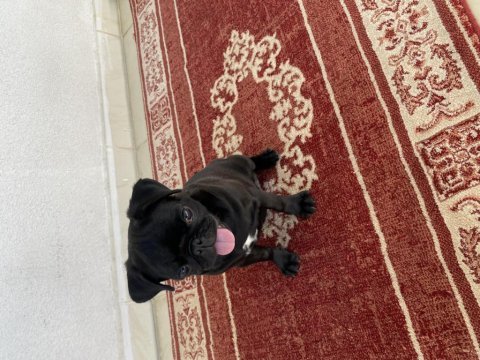 3 aylık pug yavrumuz yeni yuvasını arıyor