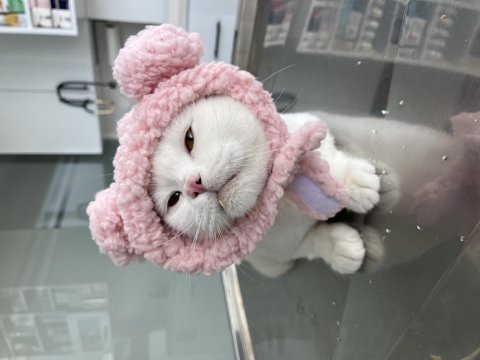 Akıllı yetişkin dişi kedi british shorthair bal göz