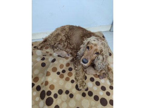 Safkan orjinal cocker