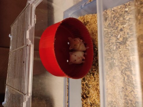 Çok tatlı minik yavrucuk hamsterler suriye ve gonzales