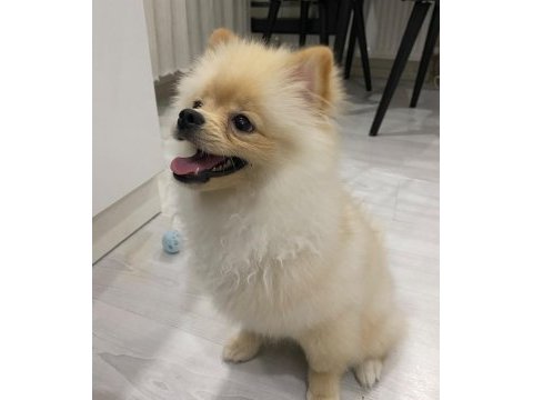 Pomeranian boo 7 aylık
