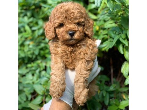 Red toy poodle yavrular