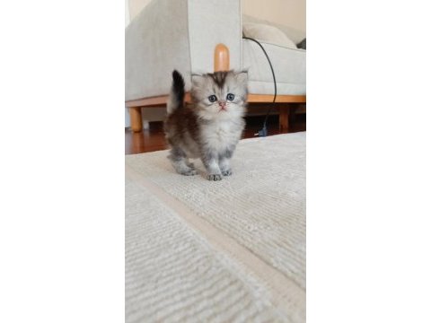 Chinchilla dişi ve erkek yavrular