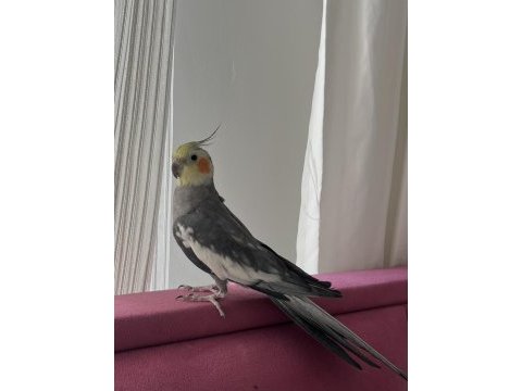 Erkek sultan papağanı