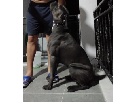 Dev anneden devasa şecereli cane corso yavrular
