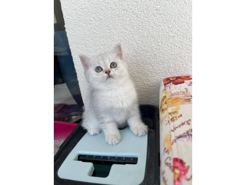 Kendi yavrum anne ve baba ile birlikte british shorthair