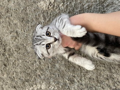 Acil sahiplendirme scottish fold