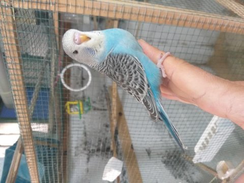 Yavru muhabbet kuşu ele alıştırmalık