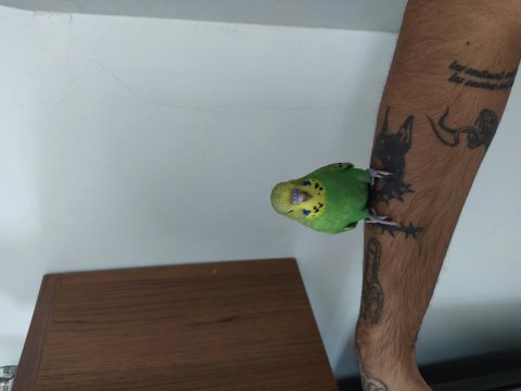 Ingiliz yavru muhabbet kuşu