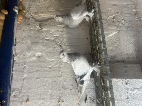 Limonlu miski beyaz güvercin